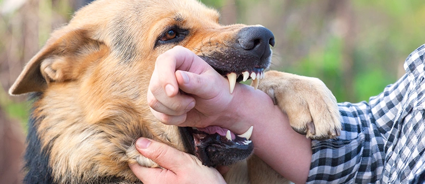 Chicago Dog Bite Lawyer-image